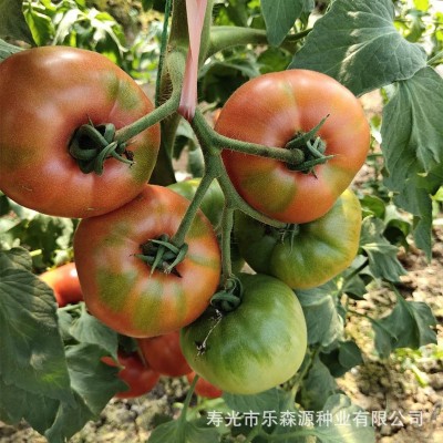 草莓柿子种子 口感好番茄 草莓厂家批发蔬菜、种苗蔬菜种子、种苗图4