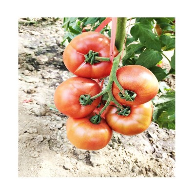 草莓柿子种子 口感好番茄 草莓厂家批发蔬菜、种苗蔬菜种子、种苗图5