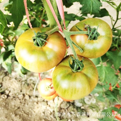 草莓柿子种子 口感好番茄 草莓厂家批发蔬菜、种苗蔬菜种子、种苗图3