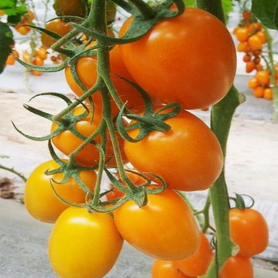 荷兰进口西红柿种子高抗TY病毒黄罗曼蔬菜、种苗番茄原种蔬菜种子 荷兰进口西红柿种子高抗TY病毒黄罗曼蔬菜、种苗番茄原种蔬菜种子