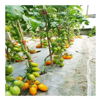 荷兰进口西红柿种子高抗TY病毒黄罗曼蔬菜、种苗番茄原种蔬菜种子图5