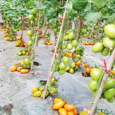 荷兰进口西红柿种子高抗TY病毒黄罗曼蔬菜、种苗番茄原种蔬菜种子图4