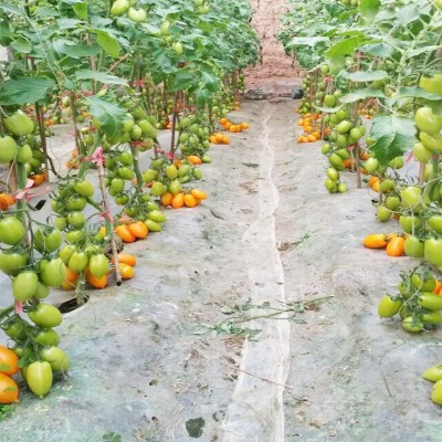 荷兰进口西红柿种子高抗TY病毒黄罗曼蔬菜、种苗番茄原种蔬菜种子图2