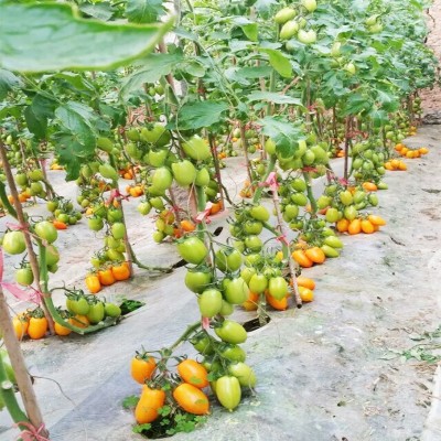 荷兰进口西红柿种子高抗TY病毒黄罗曼蔬菜、种苗番茄原种蔬菜种子图3