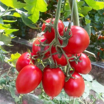 家庭小院种植红罗曼种子 西红柿 番茄串柿子厂家供应图4