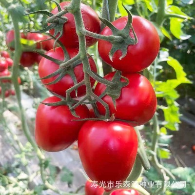 家庭小院种植红罗曼种子 西红柿 番茄串柿子厂家供应图2