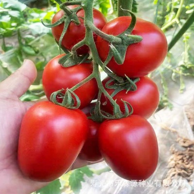 家庭小院种植红罗曼种子 西红柿 番茄串柿子厂家供应图3