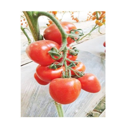 家庭小院种植红罗曼种子 西红柿 番茄串柿子厂家供应图5