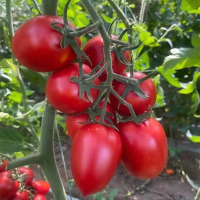 家庭小院种植红罗曼种子 西红柿 番茄串柿子厂家供应 家庭小院种植红罗曼种子 西红柿 番茄串柿子厂家供应