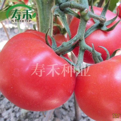 以色列85-1粉果番茄种子 高产高硬度抗病西红柿 秋延越冬早春图4