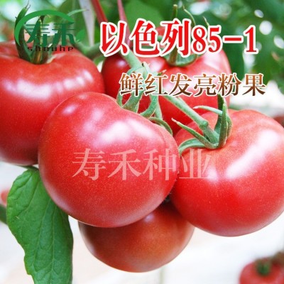 以色列85-1粉果番茄种子 高产高硬度抗病西红柿 秋延越冬早春图2