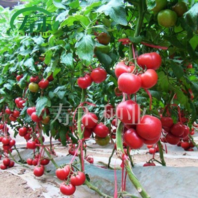 以色列85-1粉果番茄种子 高产高硬度抗病西红柿 秋延越冬早春图5