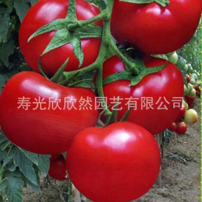 凯撒2008番茄种子 高产大红果番茄 大田专用抗病西红柿品种图4