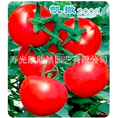 凯撒2008番茄种子 高产大红果番茄 大田专用抗病西红柿品种 凯撒2008番茄种子 高产大红果番茄 大田专用抗病西红柿品种