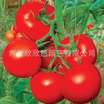 凯撒2008番茄种子 高产大红果番茄 大田专用抗病西红柿品种图2