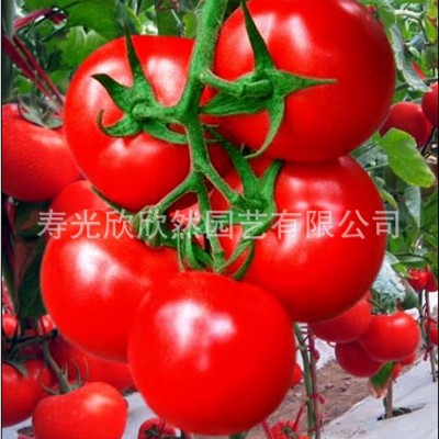 凯撒2008番茄种子 高产大红果番茄 大田专用抗病西红柿品种图5