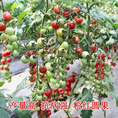 甜心8号圣女果种子盆栽千禧型小番茄种籽孑四季菜种蔬菜水果籽种图5