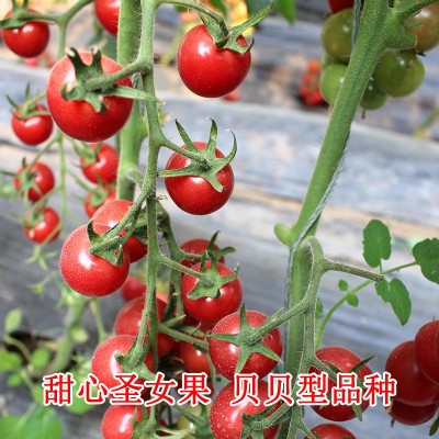 甜心8号圣女果种子盆栽千禧型小番茄种籽孑四季菜种蔬菜水果籽种图4