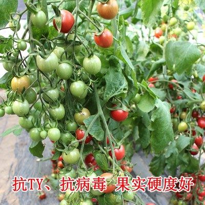 甜心8号圣女果种子盆栽千禧型小番茄种籽孑四季菜种蔬菜水果籽种图2