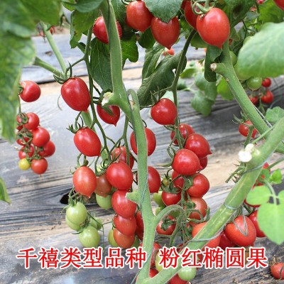 甜心8号圣女果种子盆栽千禧型小番茄种籽孑四季菜种蔬菜水果籽种图3