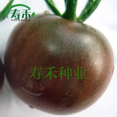 进口黑珍珠1号2号 黑番茄种子 樱桃小番茄 紫黑色圣女果种子批发图4