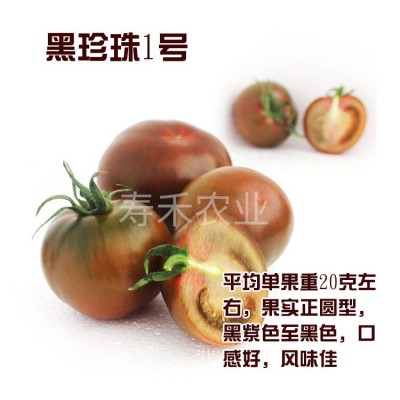进口黑珍珠1号2号 黑番茄种子 樱桃小番茄 紫黑色圣女果种子批发图2