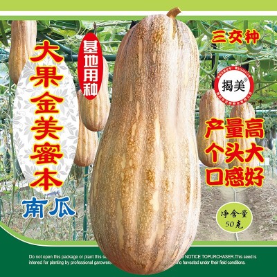 大果蜜本南瓜种子 蜜本南瓜种子 50克罐装 甜粉面南瓜 高产量杂交图2