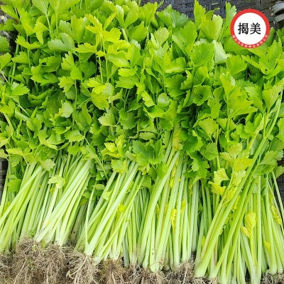揭美白骨黄心芹种子 小香芹芹菜籽 阳台盆栽农田蔬菜种子400克装图2