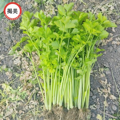 揭美白骨黄心芹种子 小香芹芹菜籽 阳台盆栽农田蔬菜种子400克装图3