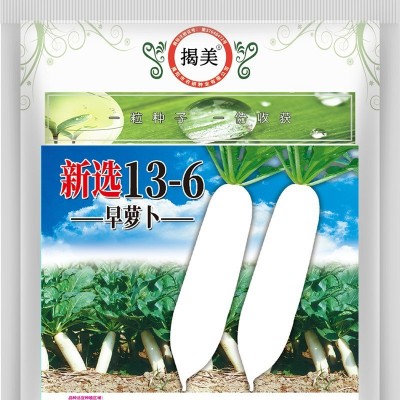 新选13-6早熟萝卜种子 白萝卜蔬菜种子耐热早萝卜秋季良种 500克图2