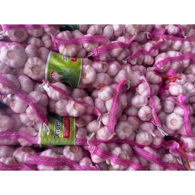 2025年邳州净蒜新蒜新蒜10KG网袋源头工厂含商检原产地直发蒜头杂 2025年邳州净蒜新蒜新蒜10KG网袋源头工厂含商检原产地直发蒜头杂