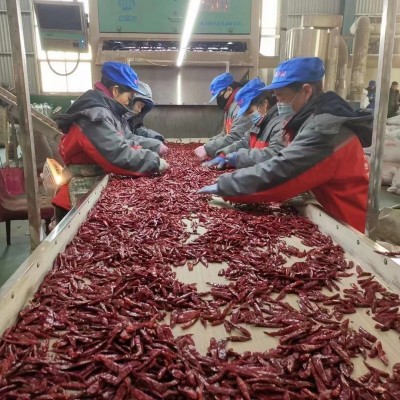 二荆条干辣椒微辣特香贵州四川特产农家辣椒皱椒二金条辣椒批发图3