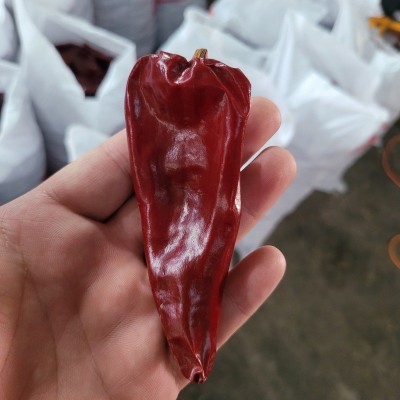 现货红不辣益都红辣椒北京红新疆板椒干辣椒红油专用大量批发 现货红不辣益都红辣椒北京红新疆板椒干辣椒红油专用大量批发