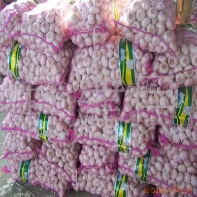 大蒜源头基地，长期出租冷库，代收代存金乡大蒜，承接出口订单图2