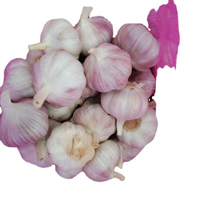 金乡冷库出租，金乡大蒜代收代存公司，金乡大蒜代办，蒜种蒜子图5