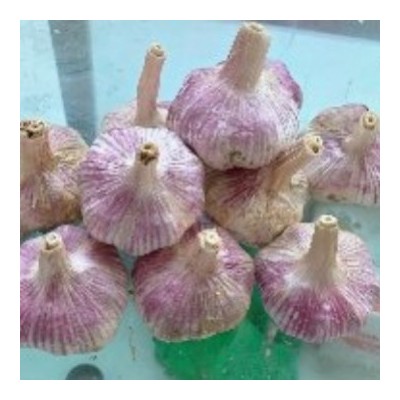 金乡冷库出租，金乡大蒜代收代存公司，金乡大蒜代办，蒜种蒜子图3