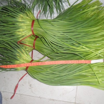 出售金乡大蒜 、蒜苔 、质量好大蒜、出口大蒜新鲜优质有机蒜图5