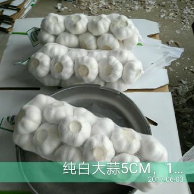 出售金乡大蒜 、蒜苔 、质量好大蒜、出口大蒜新鲜优质有机蒜图4