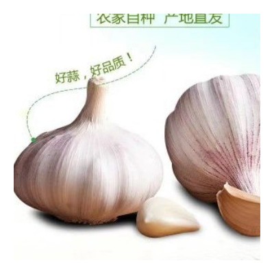 大蒜基地源头工厂大量供应出口越南、孟加拉、巴基斯坦大蒜...... 大蒜基地源头工厂大量供应出口越南、孟加拉、巴基斯坦大蒜......