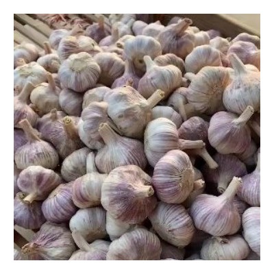 大蒜基地源头工厂大量供应出口越南、孟加拉、巴基斯坦大蒜......图3