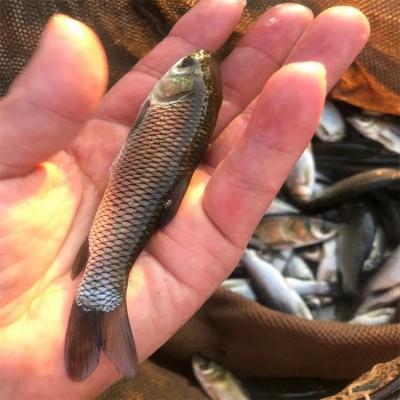 草鱼鱼苗成品鱼批发零售 大小均有 规格齐全 品质保证 草鱼鱼苗成品鱼批发零售 大小均有 规格齐全 品质保证