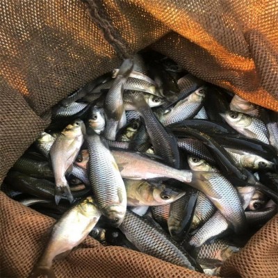 草鱼鱼苗成品鱼批发零售 大小均有 规格齐全 品质保证图3