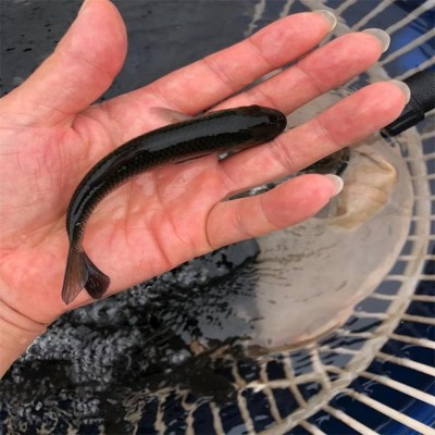 草鱼鱼苗成品鱼批发零售 大小均有 规格齐全 品质保证图5