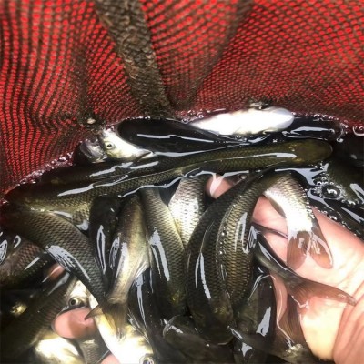 草鱼鱼苗成品鱼批发零售 大小均有 规格齐全 品质保证图2