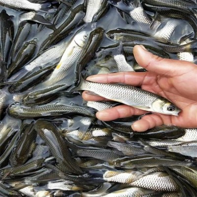 草鱼鱼苗成品鱼批发零售 大小均有 规格齐全 品质保证图4