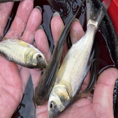 花鲢鱼苗批发，大小均有，质量优质，活体供应，卖家技术提供图2