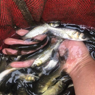 花鲢鱼苗批发,大小均有,质量优质,活体供应,卖家技术提供 花鲢鱼苗批发,大小均有,质量优质,活体供应,卖家技术提供