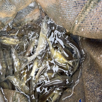 花鲢鱼苗批发，大小均有，质量优质，活体供应，卖家技术提供图4