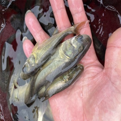 花鲢鱼苗批发，大小均有，质量优质，活体供应，卖家技术提供图3