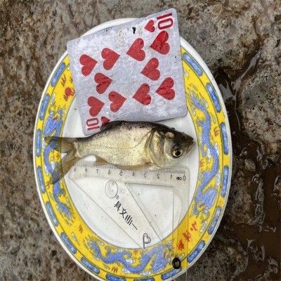 花鲢鱼苗批发，大小均有，质量优质，活体供应，卖家技术提供图5